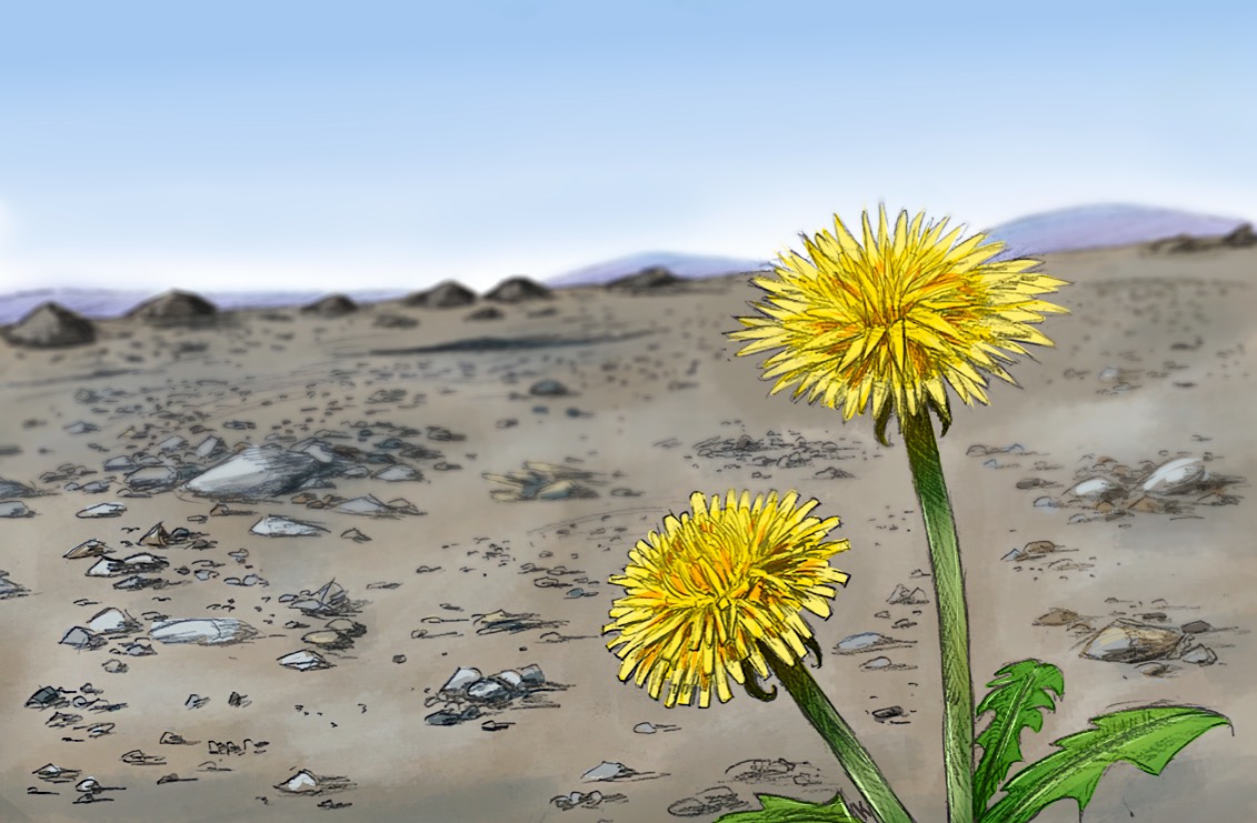 Dandelions in the desert